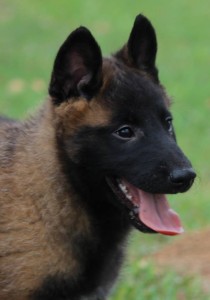 Pup