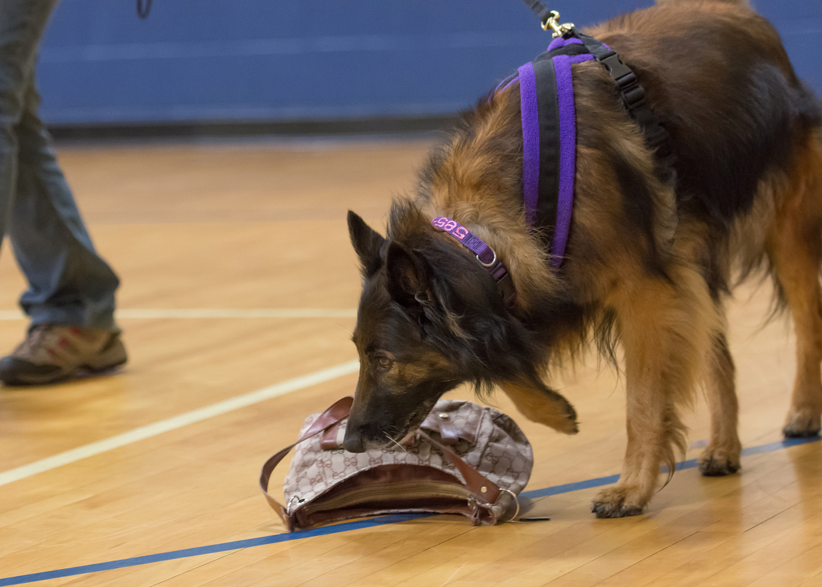Sports With your Dog: Nosework and Selective Scent Detection
